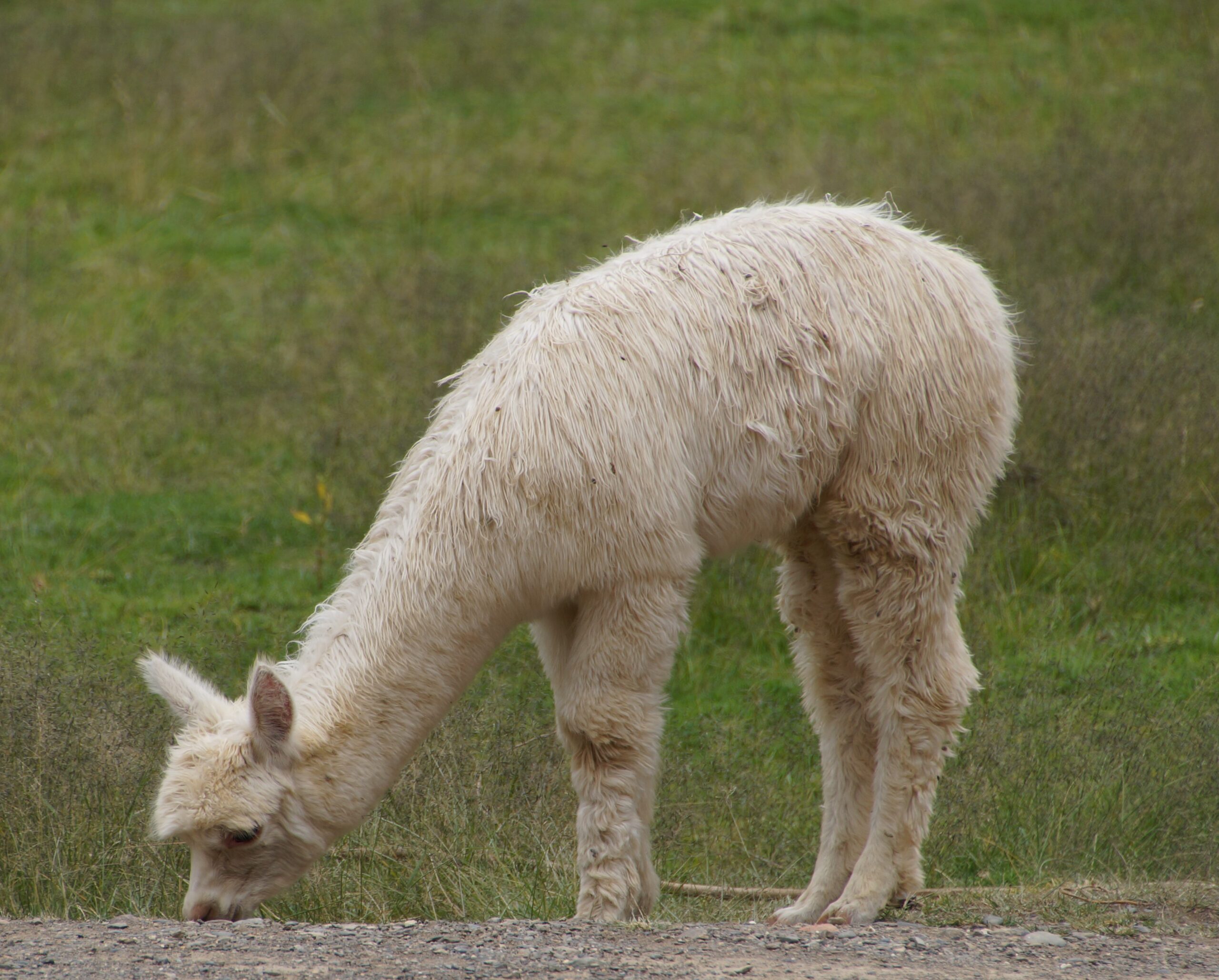 Alpaca comiendo