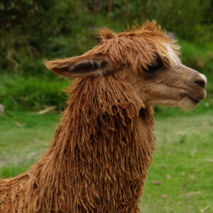 Alpaca