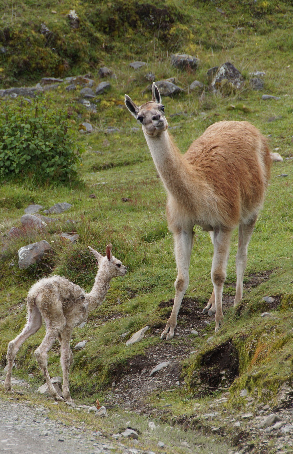llama-cria