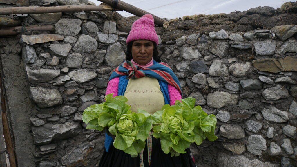 Lechugas en Qiqu
